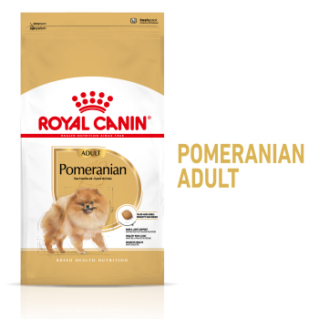 POMERANIAN ADULT - 1