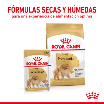 POMERANIAN ADULT - 2