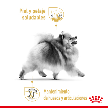 POMERANIAN ADULT - 3