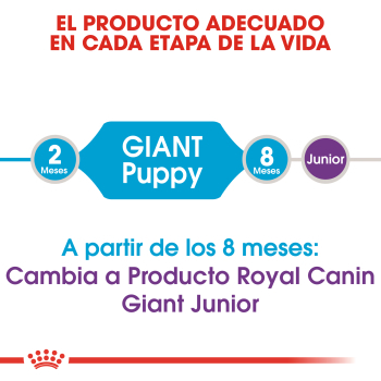 GIANT PUPPY - 3