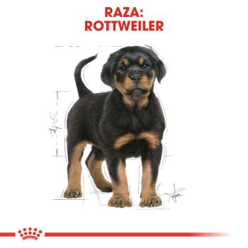 ROTTWEILER JUNIOR - 2
