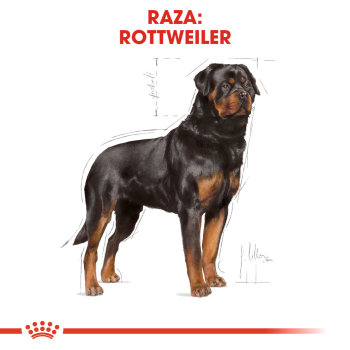 ROTTWEILER ADULT - 3
