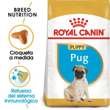 PUG JUNIOR - 1
