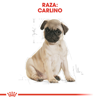 PUG JUNIOR - 4