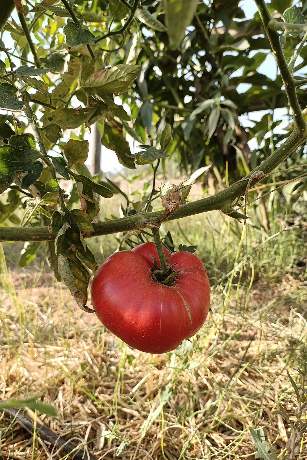 Foto tomata rosada