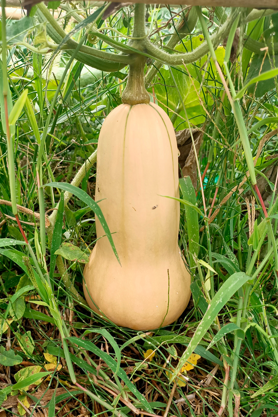 Foto Carbassa llargueruda