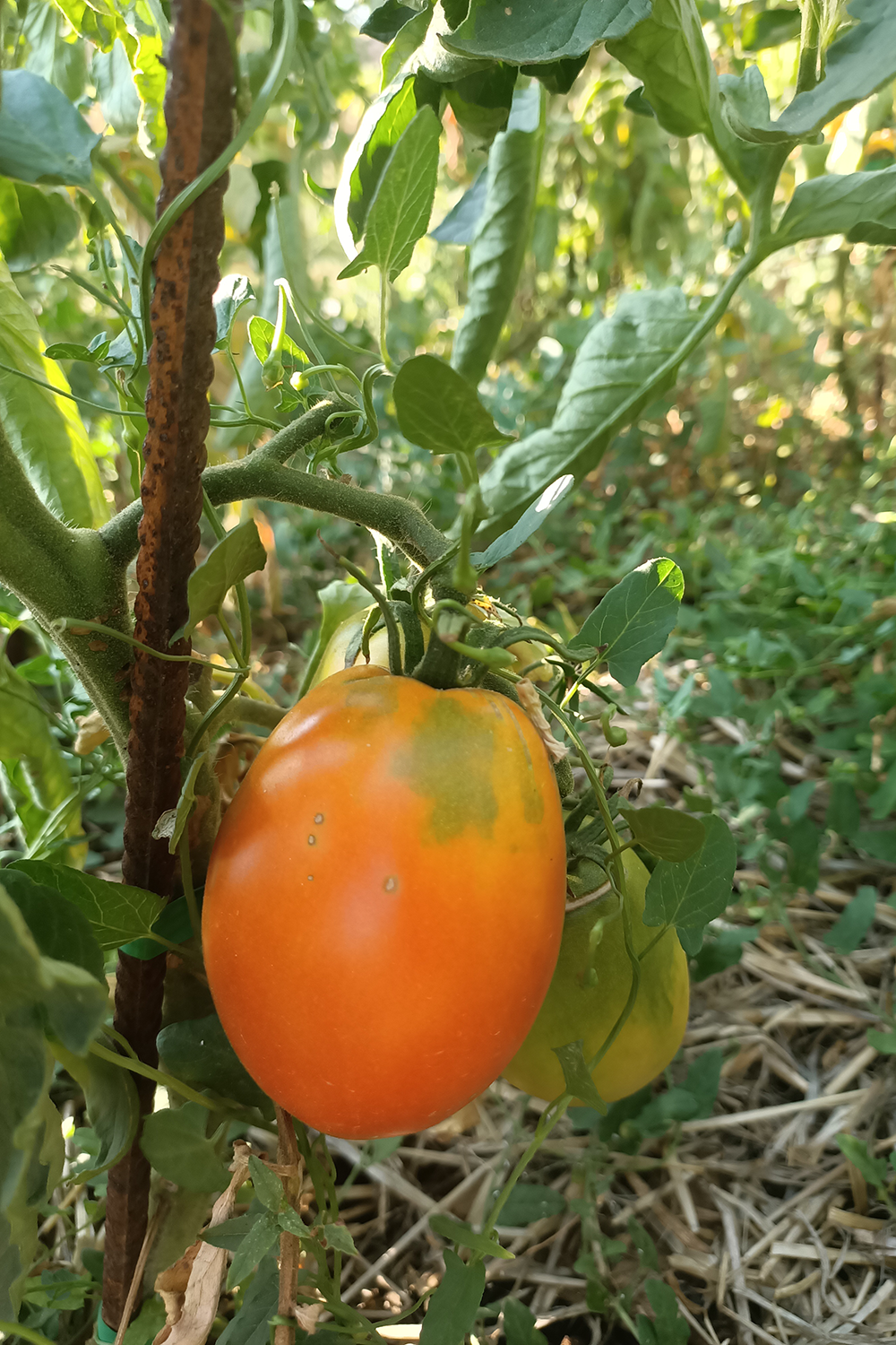Foto Tomata bombilla de Talarn