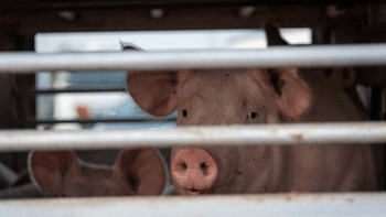 CETM Animales Vivos Y El Gobierno De Cataluña Pactan Nuevas Medidas Para El Transporte De Terneros No Destetados