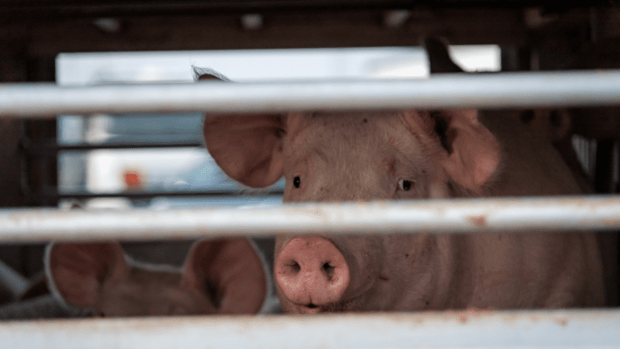 CETM Animales Vivos Y El Gobierno De Cataluña Pactan Nuevas Medidas Para El Transporte De Terneros No Destetados
