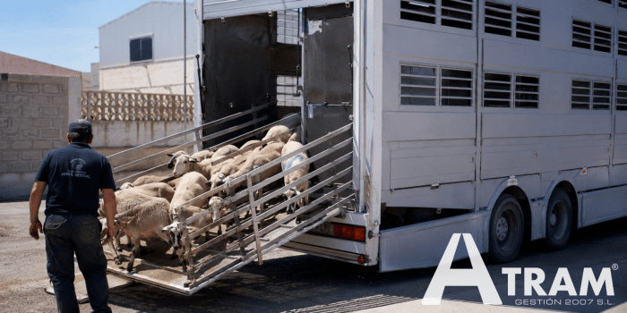 ¿CÓMO AFECTA LA OLA DE CALOR AL TRANSPORTE POR CARRETERA DEL GANADO?