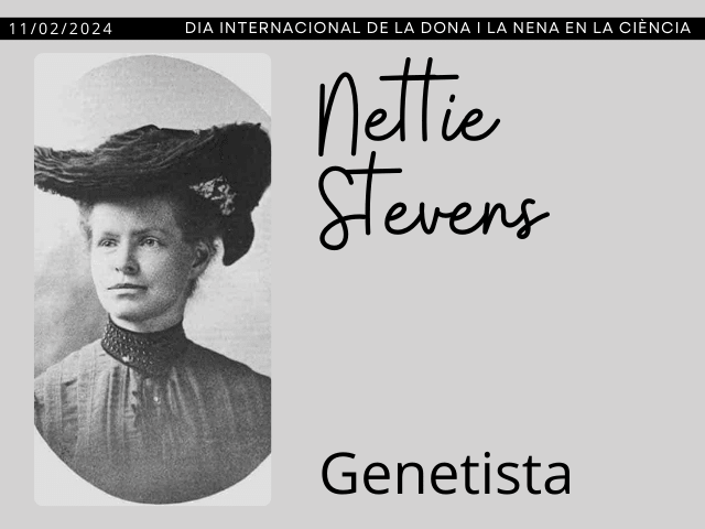 Nettie Stevens