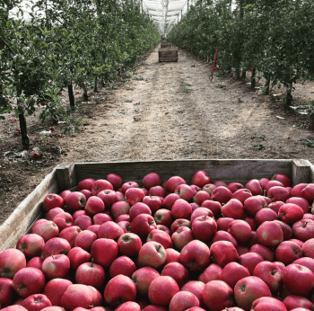 Miralcamp Fruits: Commitment to quality and innovation in fruit production