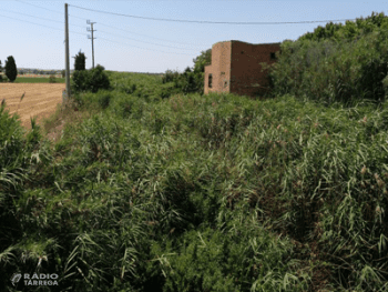 Projecte de recuperació mediambiental a les lleres dels rius Ondara i Cercavins al seu pas pel terme de Tàrrega