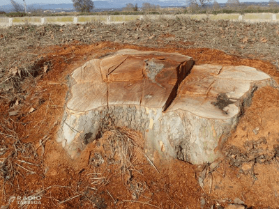 Agramunt estudia portar al contenciós la Casa Canal per la tala d’arbres