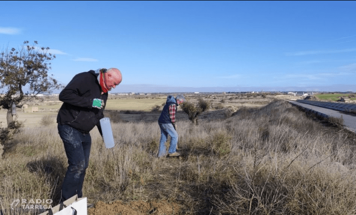 GEMA, La Soll i Joves del CAU reforesten l'entorn del Canal Segarra-Garrigues