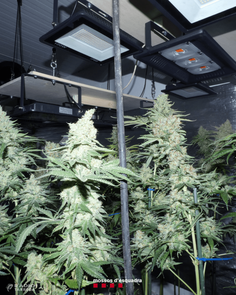 Els Mossos d'Esquadra detenen un home per cultivar 102 plantes de marihuana en una casa dels Omells de Na Gaia