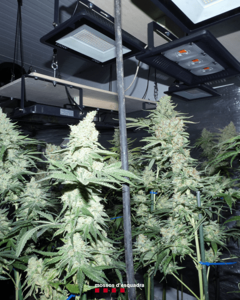 Els Mossos d'Esquadra detenen un home per cultivar 102 plantes de marihuana en una casa dels Omells de Na Gaia