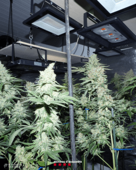 Els Mossos d'Esquadra detenen un home per cultivar 102 plantes de marihuana en una casa dels Omells de Na Gaia