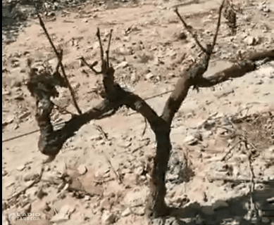 Un pagès de Verdú mostra en un vídeo les destrosses que han fet els conills a la vinya