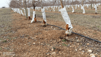 Unió de Pagesos demana al Ministeri d'Agricultura l'autorització excepcional i urgent del fosfur d'alumini per al control dels conills