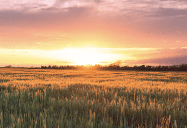 Turisme Urgell presenta un vídeo per promoure els paisatges de cereals de l'Urgell