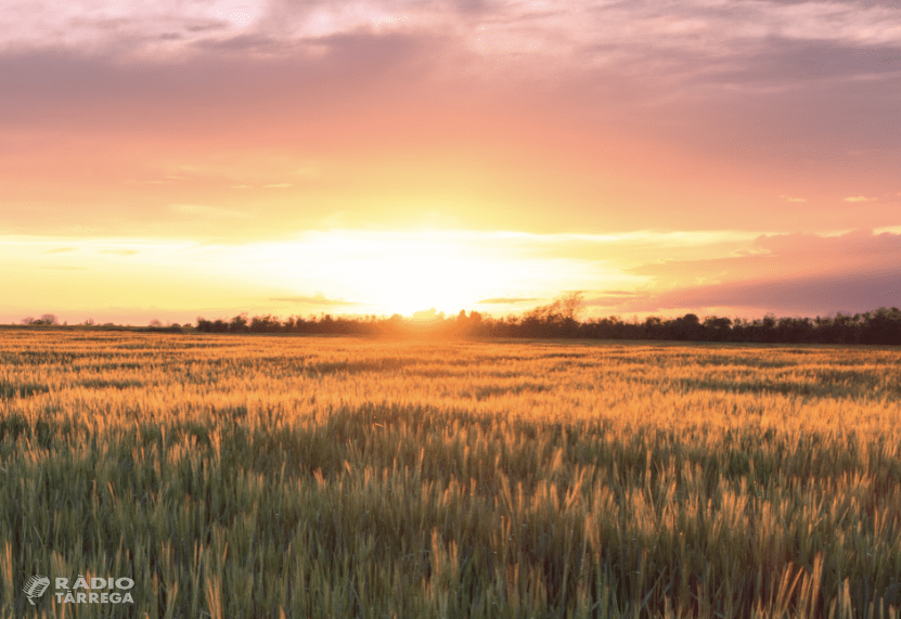 Turisme Urgell presenta un vídeo per promoure els paisatges de cereals de l'Urgell