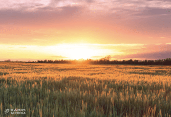 Turisme Urgell presenta un vídeo per promoure els paisatges de cereals de l'Urgell