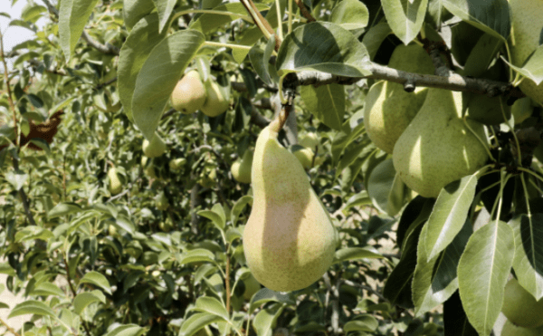 El Departament d'Agricultura convoca els ajuts a les explotacions de fruiters i conreus herbacis afectades per la pedregada del 19 d'abril