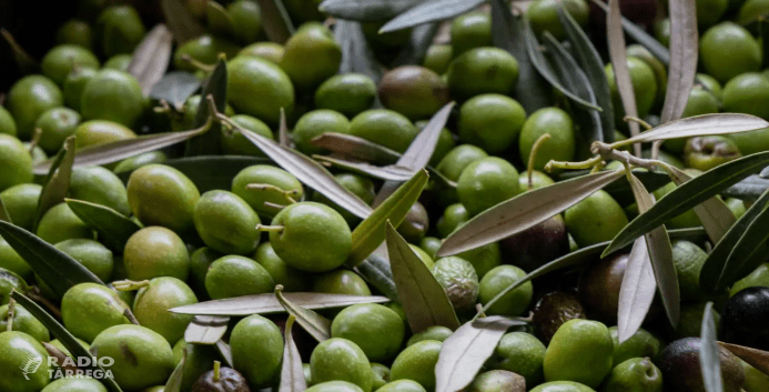 L’Olivera inicia la campanya de l’oliva amb unes previsions d’entre 15.000 i 20.000 quilos
