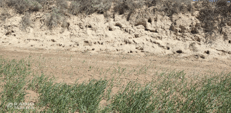 Més de 2 milions d'euros en ajuts per protegir els conreus de les explotacions agràries afectades per l'excés de població cinegètica