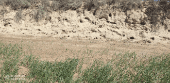 Més de 2 milions d'euros en ajuts per protegir els conreus de les explotacions agràries afectades per l'excés de població cinegètica