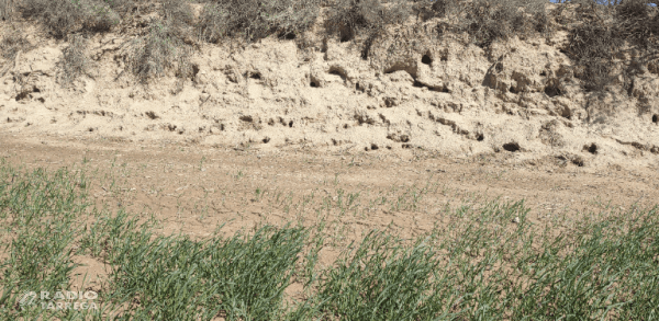 Més de 2 milions d'euros en ajuts per protegir els conreus de les explotacions agràries afectades per l'excés de població cinegètica