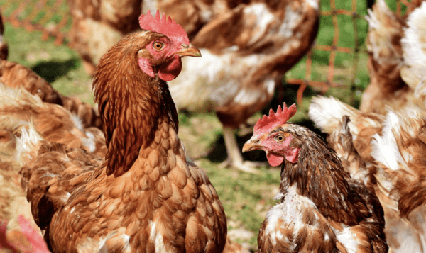 El Govern comunica un nou cas d'influença aviària al radi de l'Urgell i activa tots els protocols sanitaris