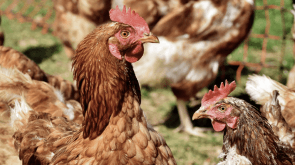 Agricultura aixeca les mesures de salvaguarda implementades arran de la declaració de dos focus d'influença aviària a Lleida