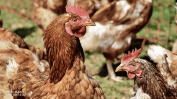 Agricultura aixeca les mesures de salvaguarda implementades arran de la declaració de dos focus d'influença aviària a Lleida