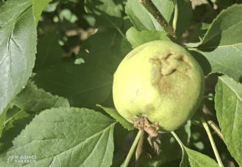 Agricultura abona 2,3 MEUR d’ajuts per als afectats per la pedregada del passat 19 d’abril