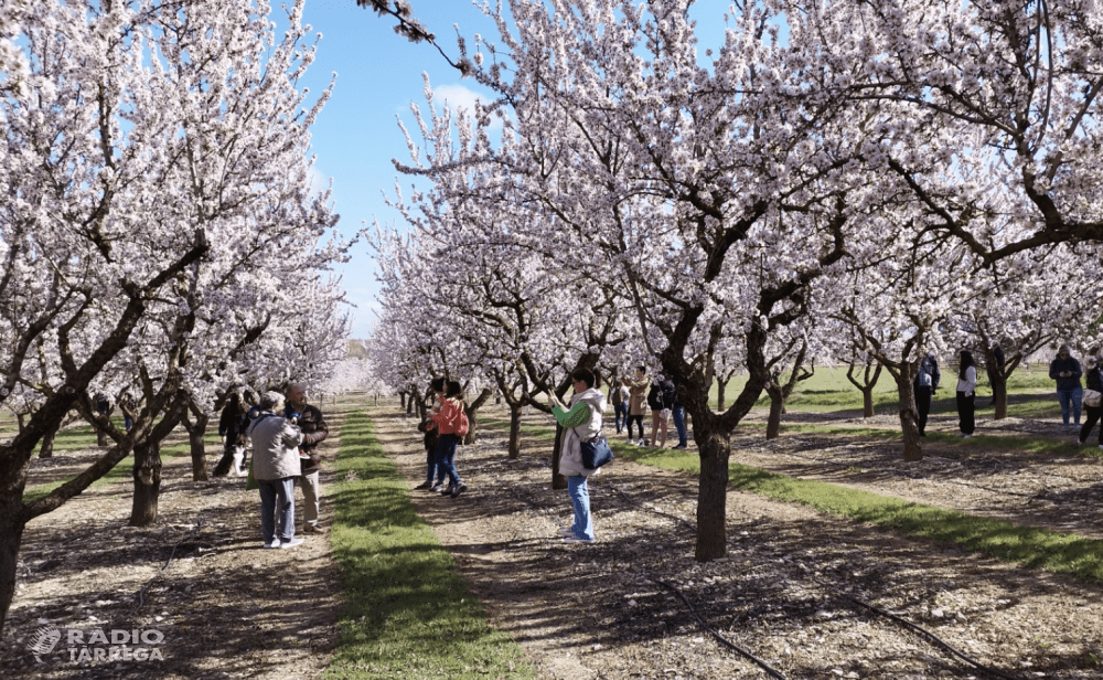 Comença la floració dels ametllers a l'Urgell