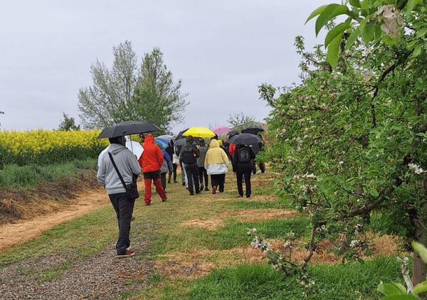 Èxit de participació a ‘L’Urgell, un passeig entre fruiters’ a Tornabous