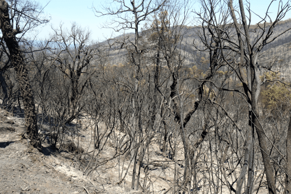 Unió de Pagesos reclama al Govern que incrementi urgentment el pressupost per a la gestió forestal sostenible per prevenir els grans incendis