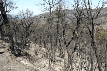Unió de Pagesos reclama al Govern que incrementi urgentment el pressupost per a la gestió forestal sostenible per prevenir els grans incendis