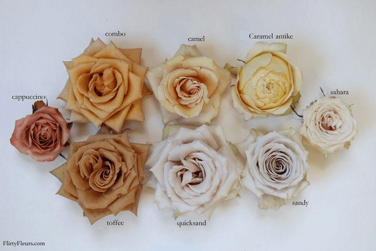 New varieties of Roses / Nueva variedad de Rosas | TISOFLOWERS