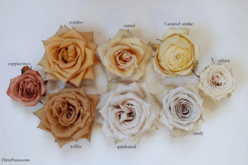 New varieties of Roses / Nueva variedad de Rosas
