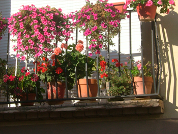 Viles florides