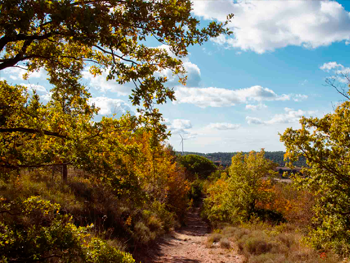 Banys de bosc a l'Urgell