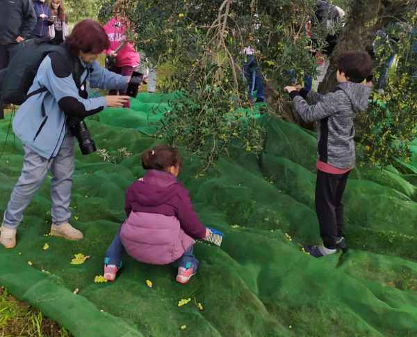 Més experiències d'oleoturisme a l'Urgell