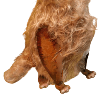 FIURA PERRO - 2