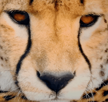 Cojín guepardo 45 x 45 - 1