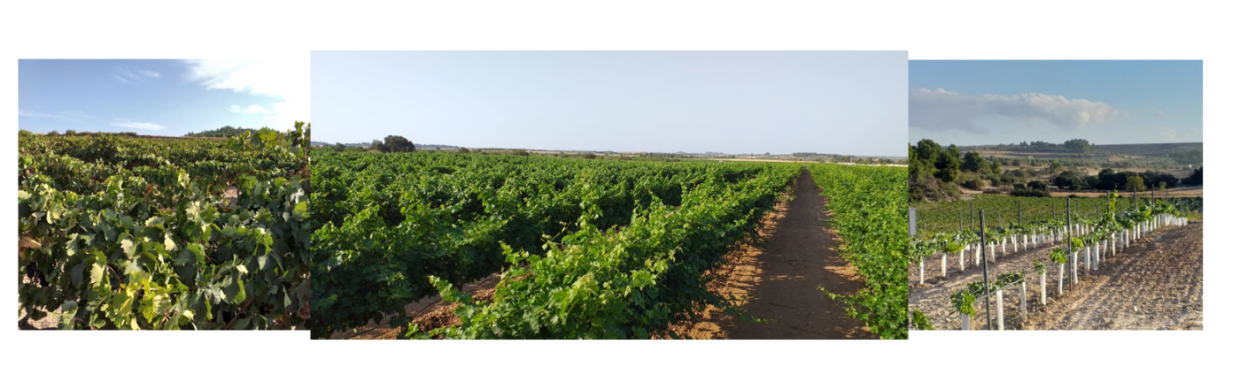Our wineyards