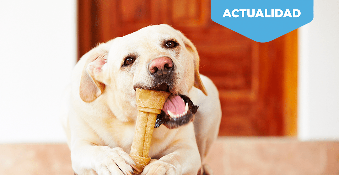 Básicos imprescindibles en tu surtido para el cuidado de la higiene dental de las mascotas.