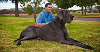 El perro más grande de la historia